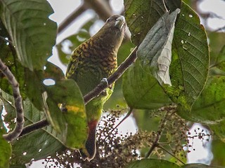 modest tiger-parrot - eBird
