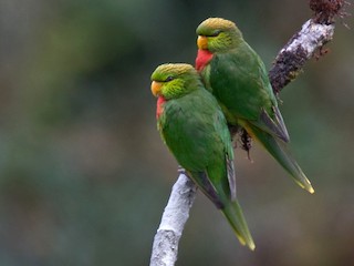  - Yellow-billed Lorikeet