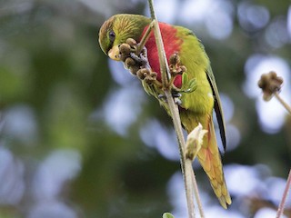  - Yellow-billed Lorikeet