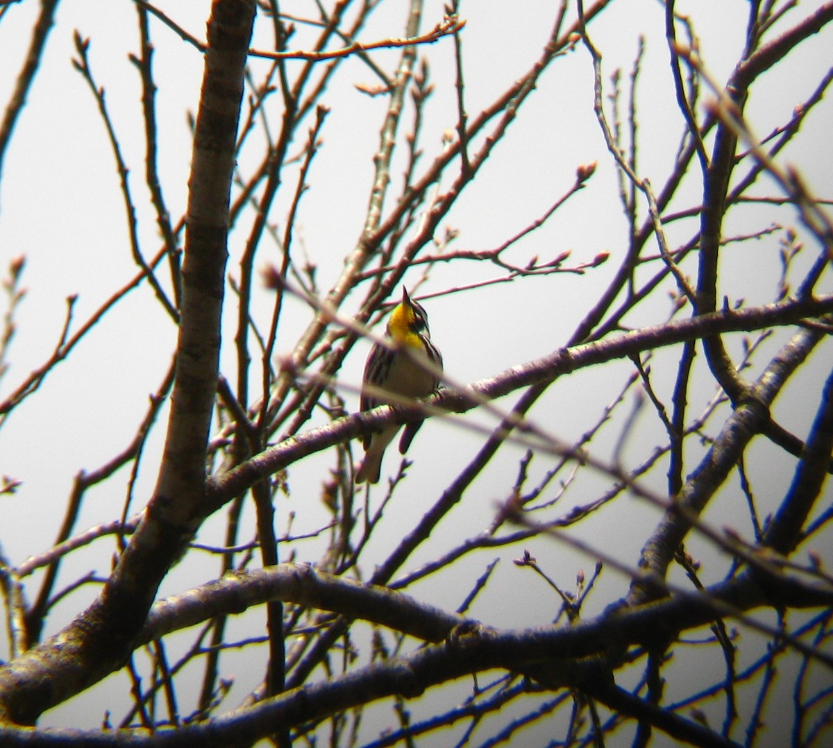 Yellow-throated Warbler (albilora) - Jethro Runco