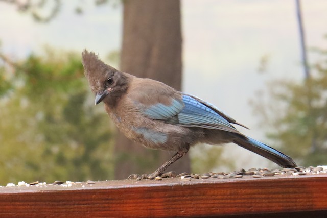 Appearance Steller S Jay Cyanocitta Stelleri Birds Of The World