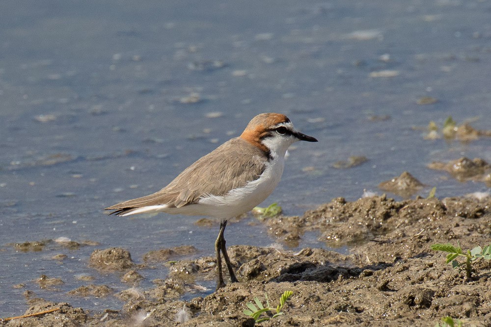 Red-capped Plover - Sharon Kennedy