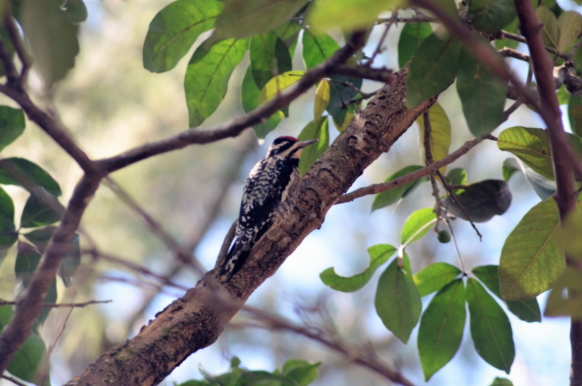 Yellow-bellied Sapsucker - Stefany Lucia FloAn