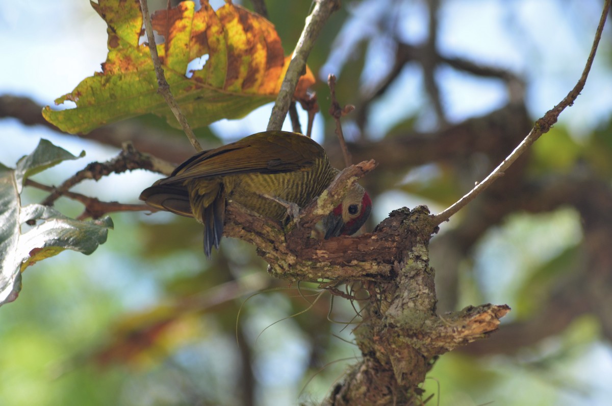 Golden-olive Woodpecker - Stefany Lucia FloAn