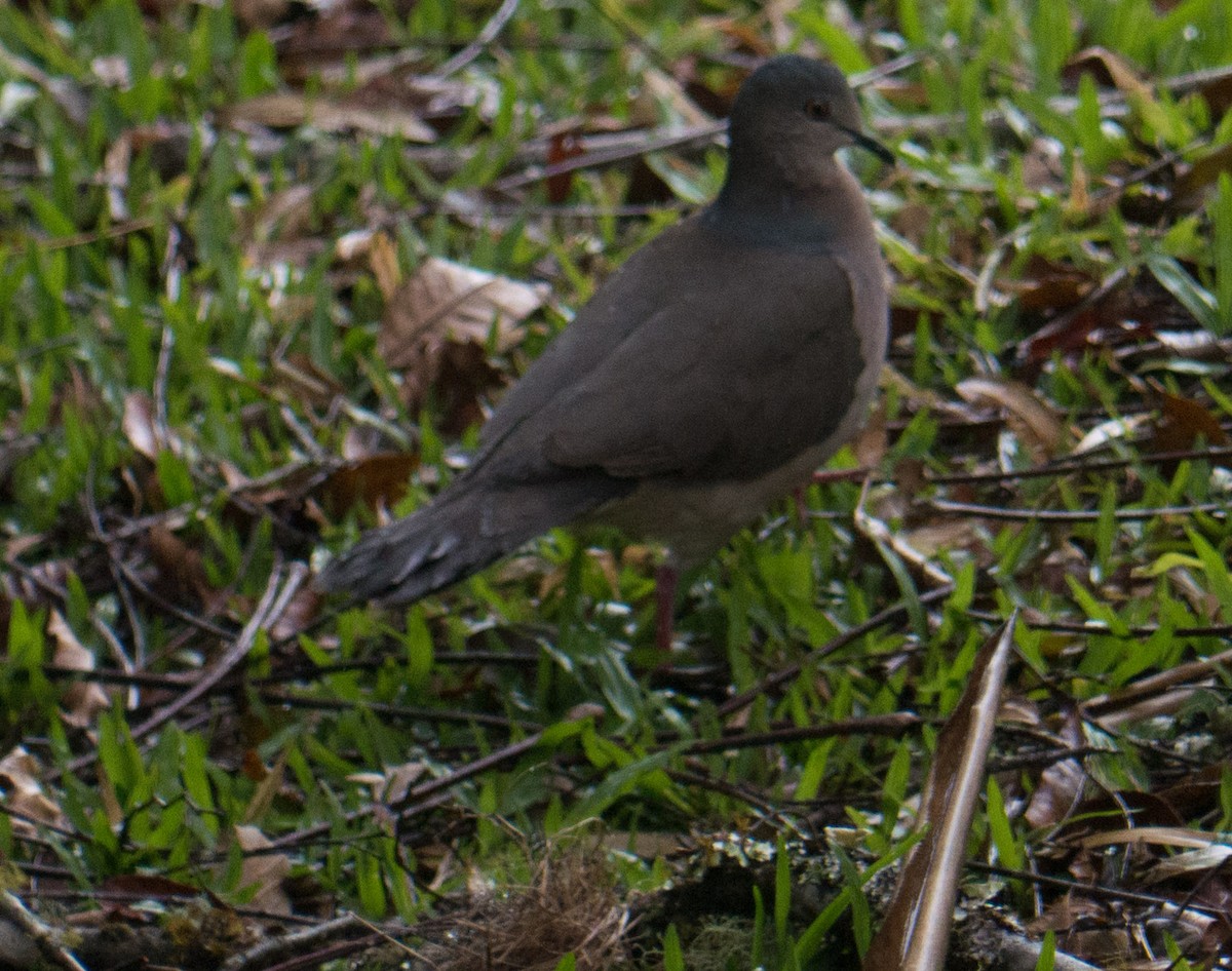 Gray-fronted Dove - ML263269831