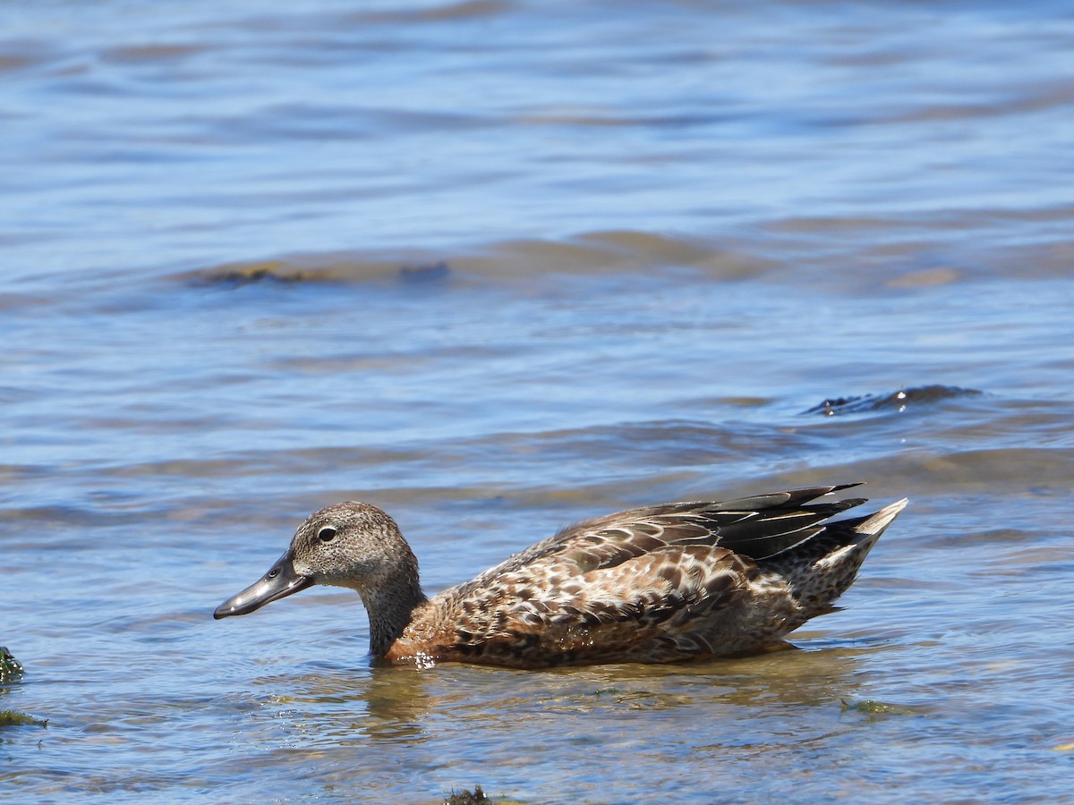 Blue-winged Teal - ML263270421