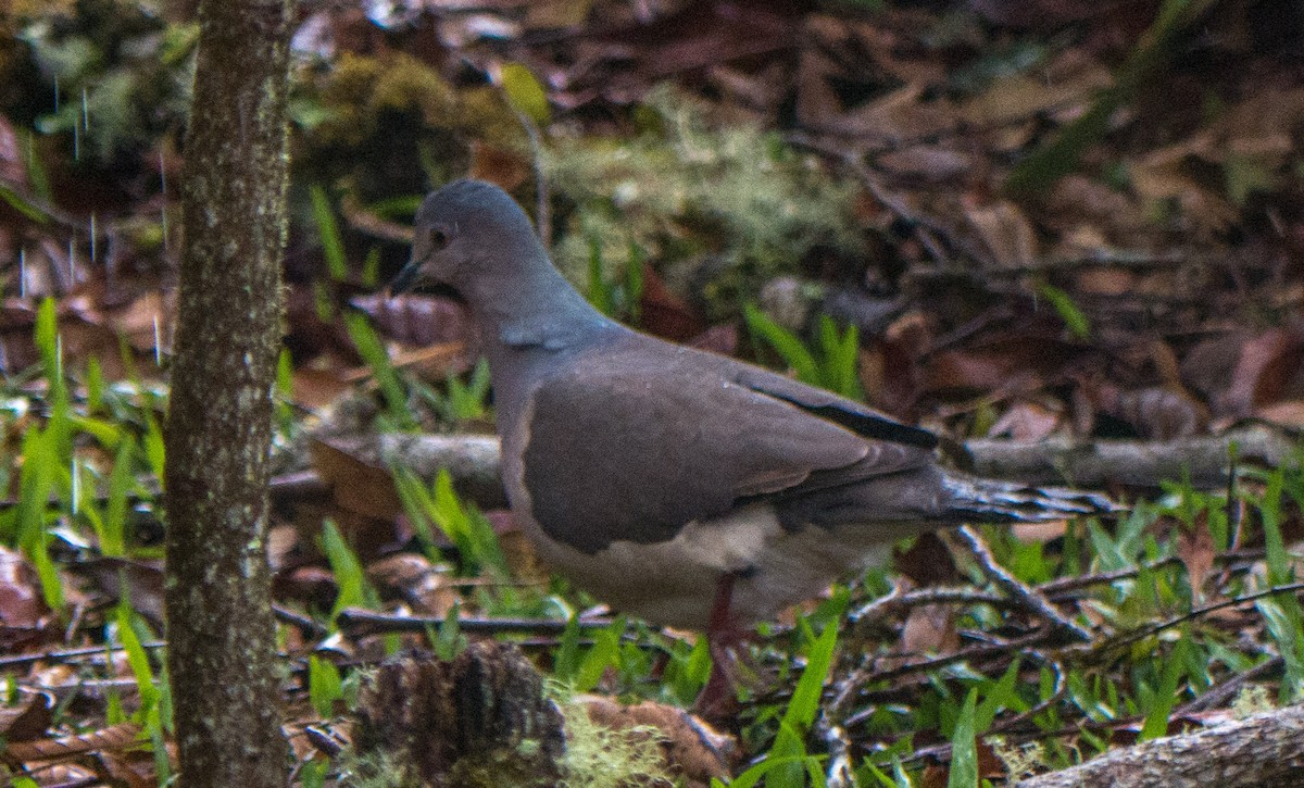 Gray-fronted Dove - ML263270501