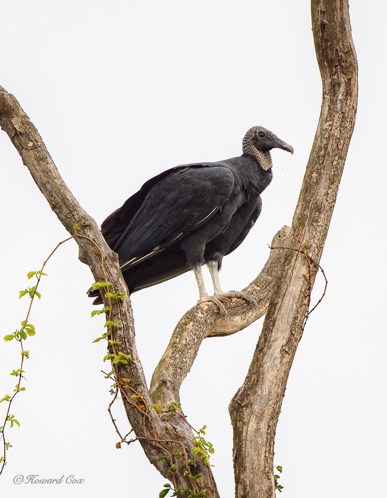 Black Vulture - Howard Cox