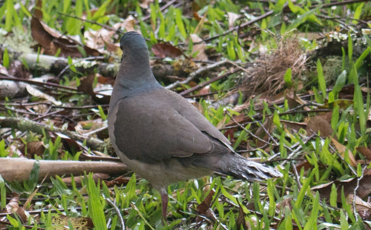 Gray-fronted Dove - ML263271531