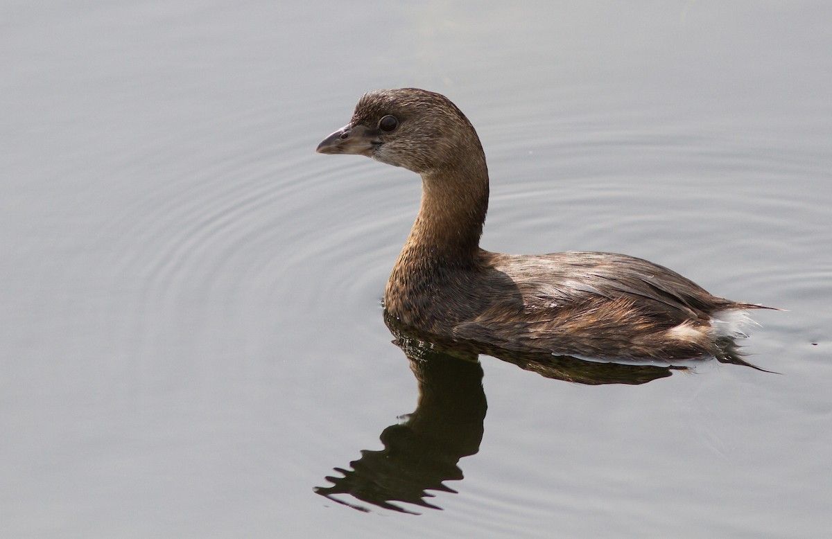 Pied-billed Grebe - Adam Searcy