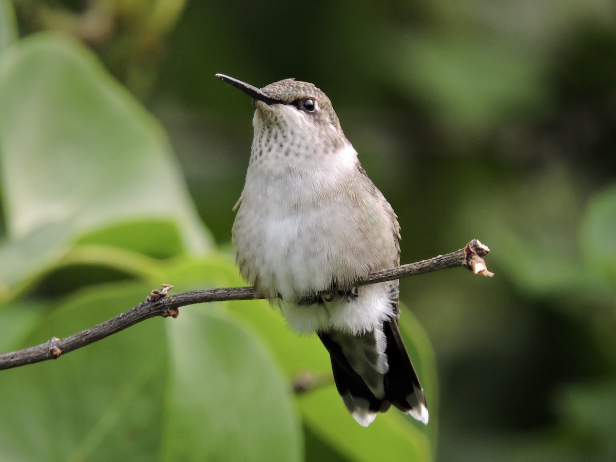 Ruby-throated Hummingbird - Aaron Roberge
