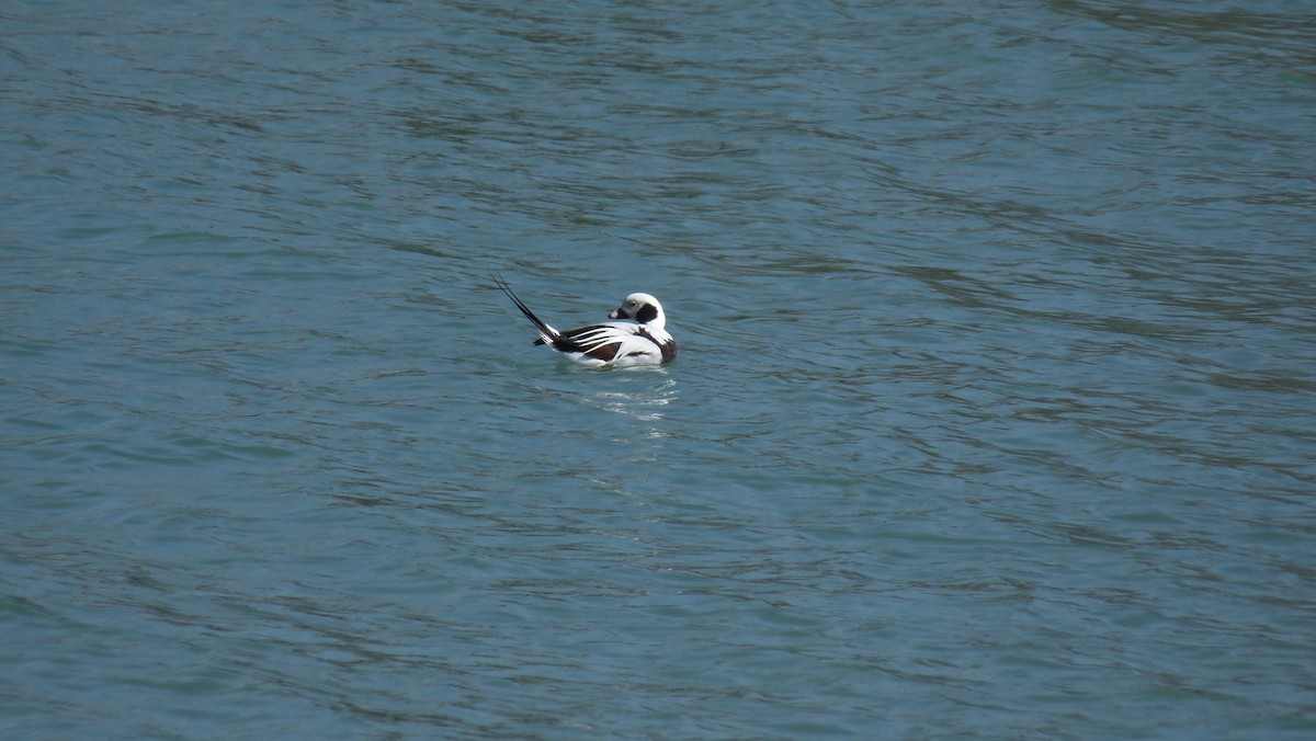 Long-tailed Duck - ML26328131