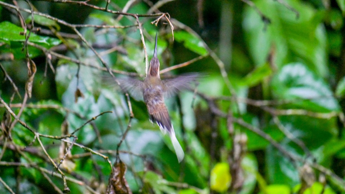 Scale-throated Hermit - ML263282001