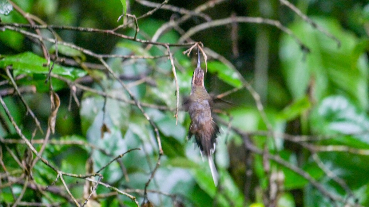 Scale-throated Hermit - ML263282441
