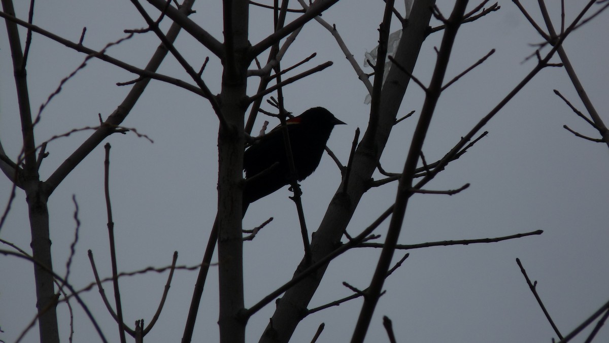 Red-winged Blackbird - ML26328251