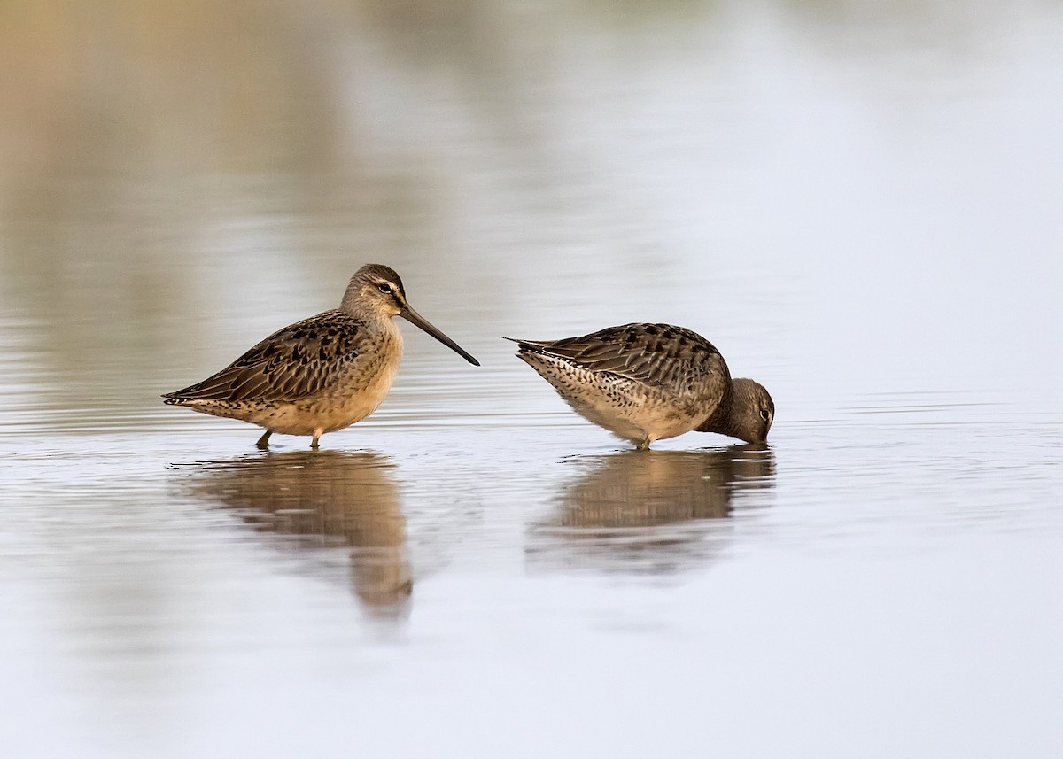 Long-billed Dowitcher - ML263282931