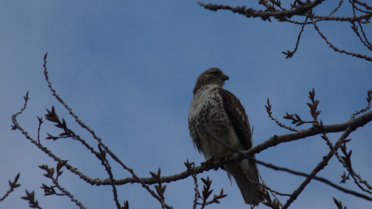 Red-tailed Hawk - ML26328681