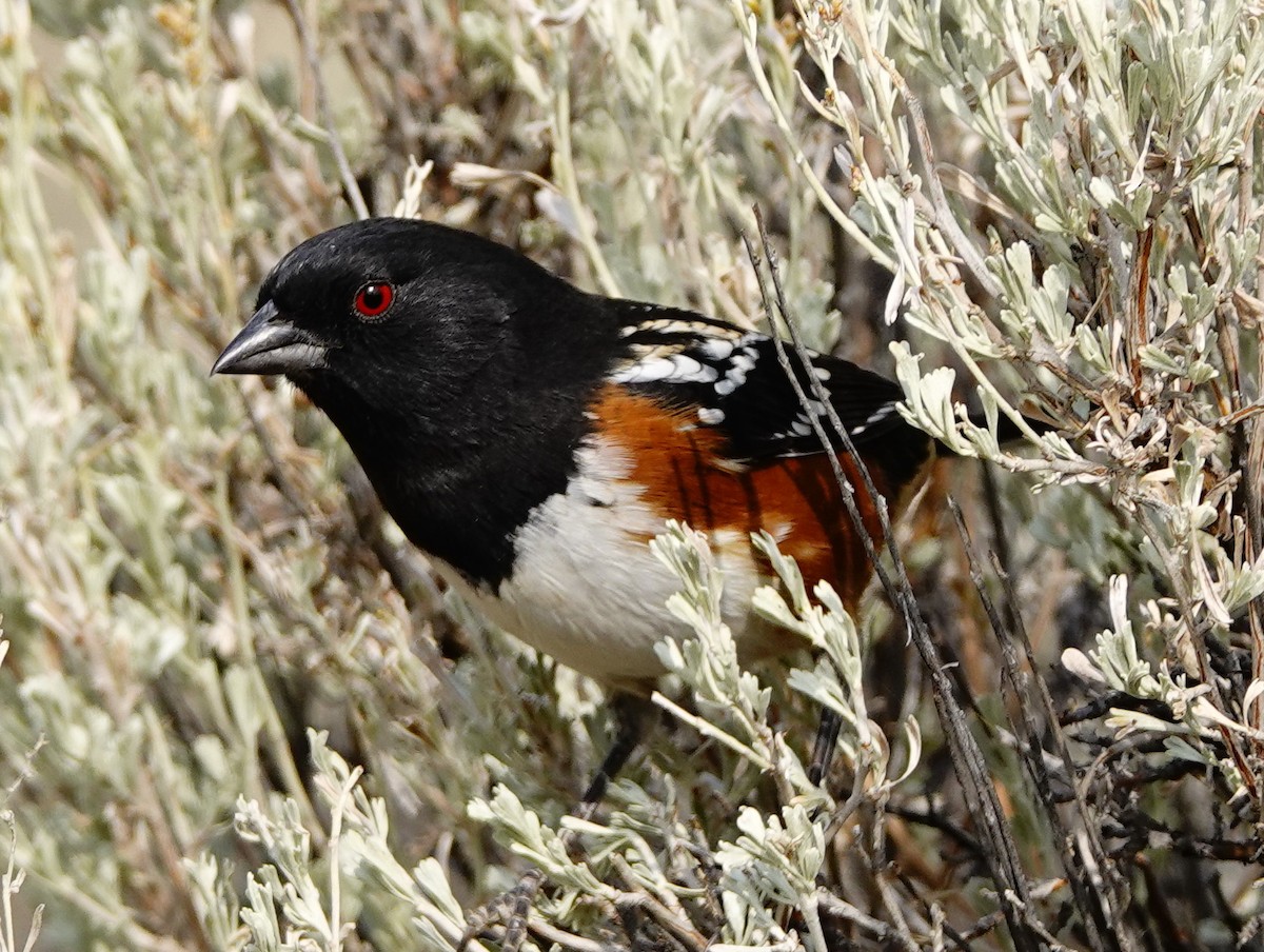 Spotted Towhee - ML263288331