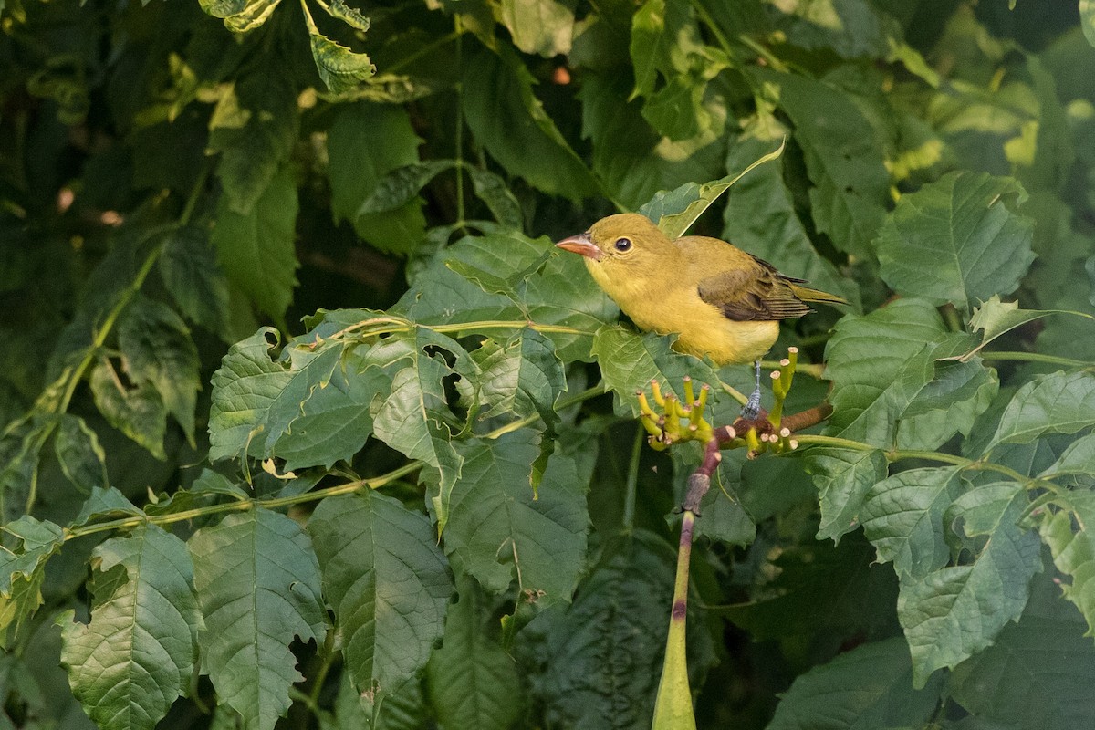 Scarlet Tanager - Brian Reilly