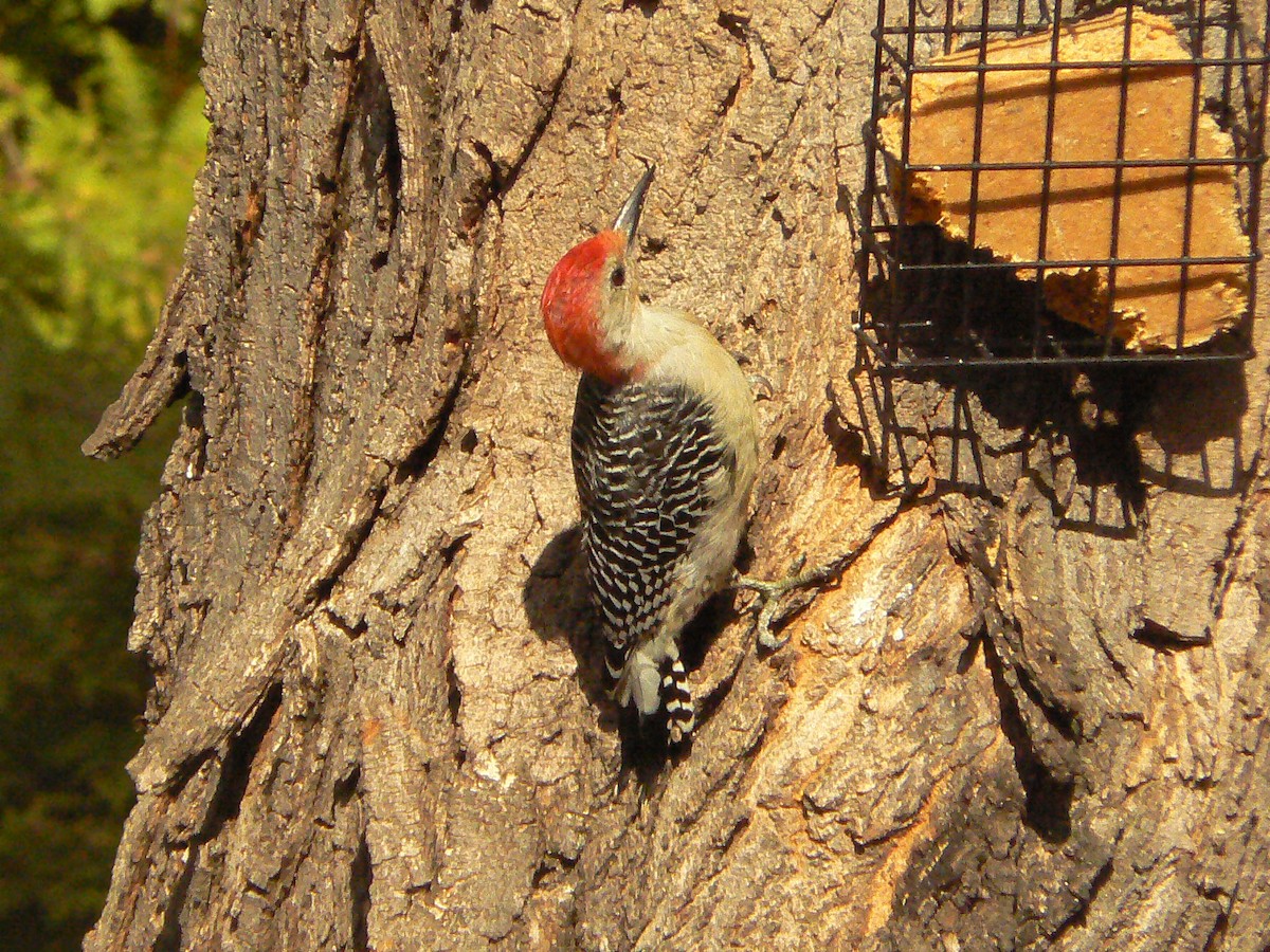 Red-bellied Woodpecker - ML263296921