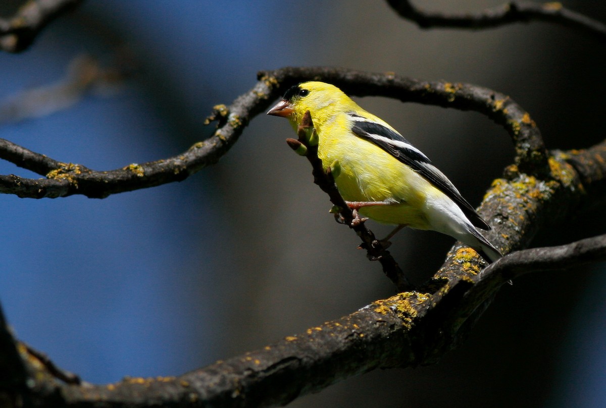 American Goldfinch - Andrew Johnson