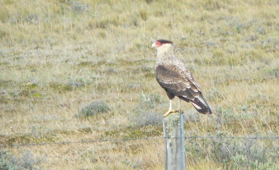 Crested Caracara (Southern) - ML263302371