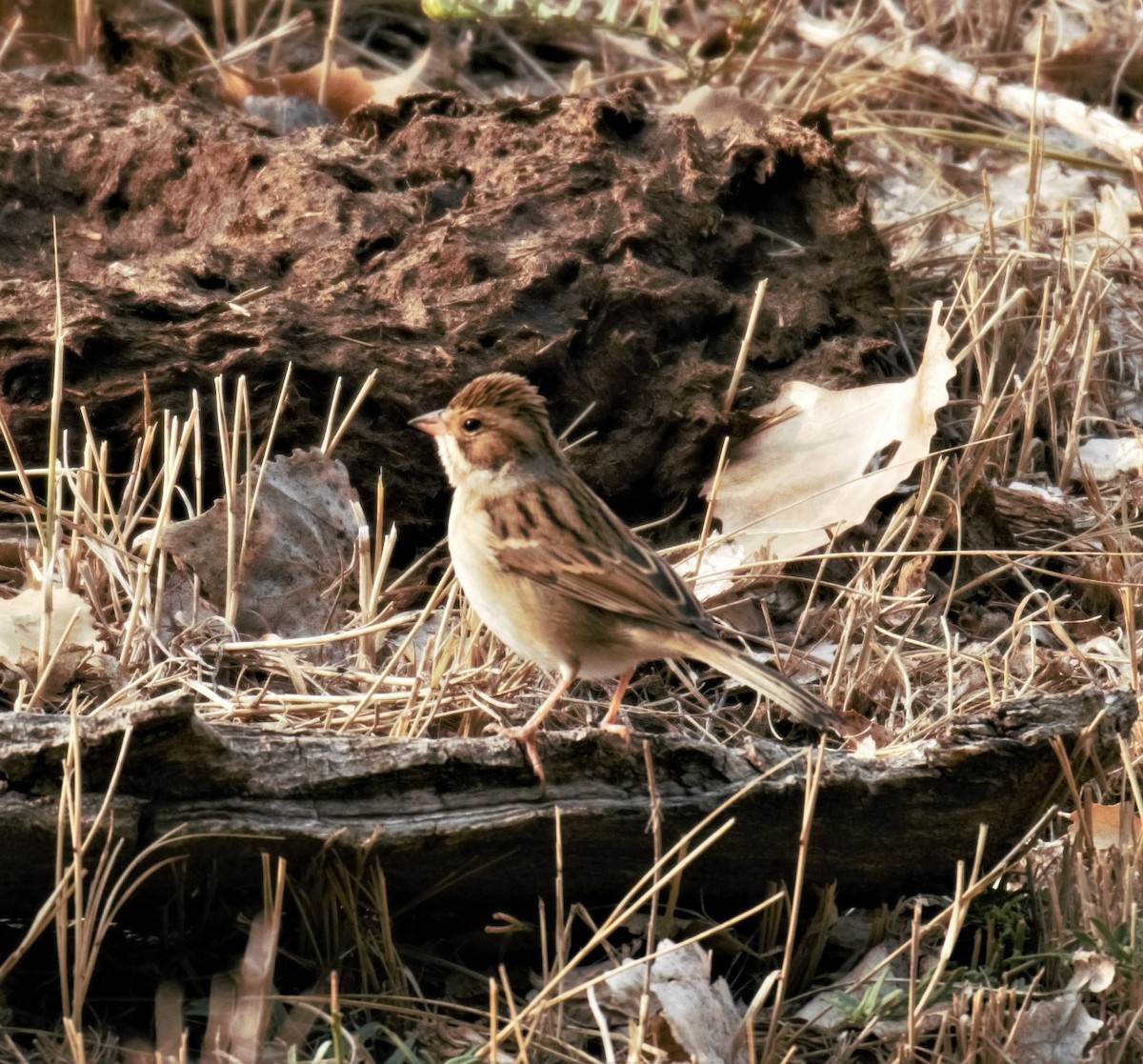Clay-colored Sparrow - ML263304221