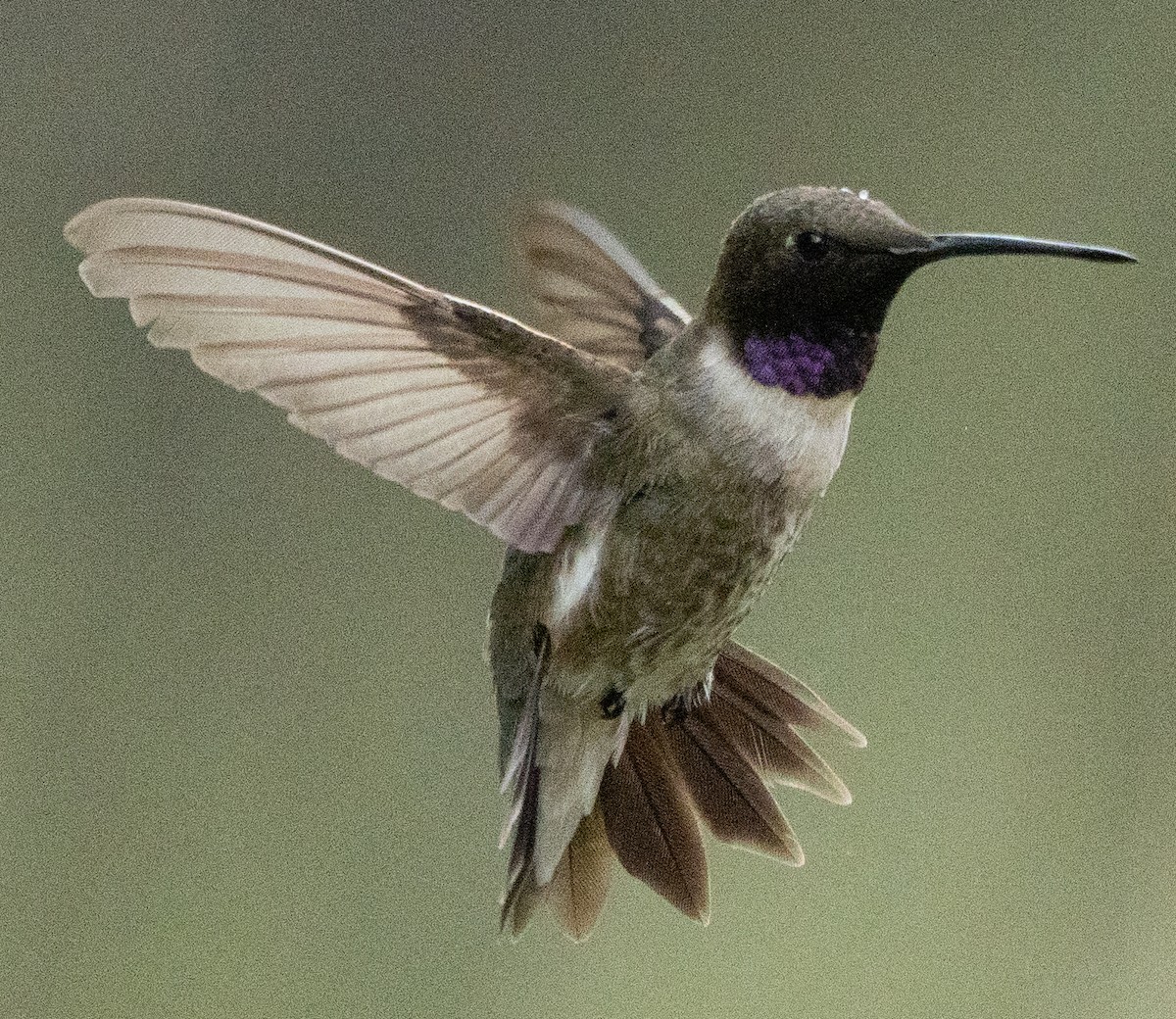 Black-chinned Hummingbird - Douglas "BB" Watson