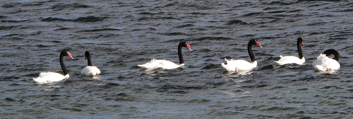 Black-necked Swan - Adam Kent