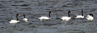 Black-necked Swan, ML263304611