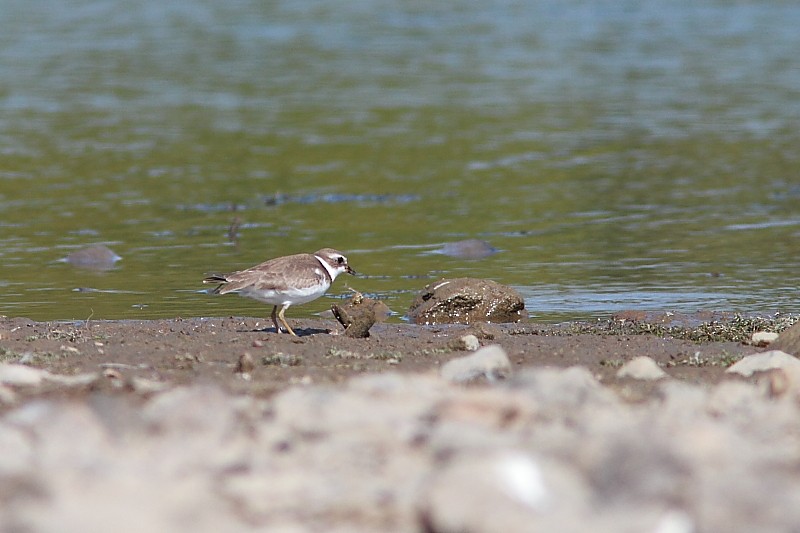 Semipalmated Plover - ML263304881