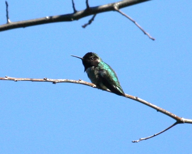 Anna's Hummingbird - ML26330501