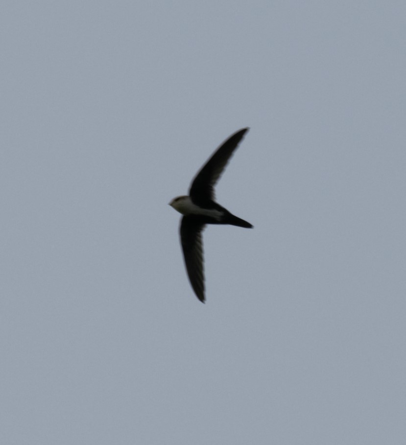 White-throated Swift - ML263305201