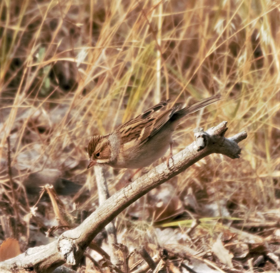 Clay-colored Sparrow - ML263305941