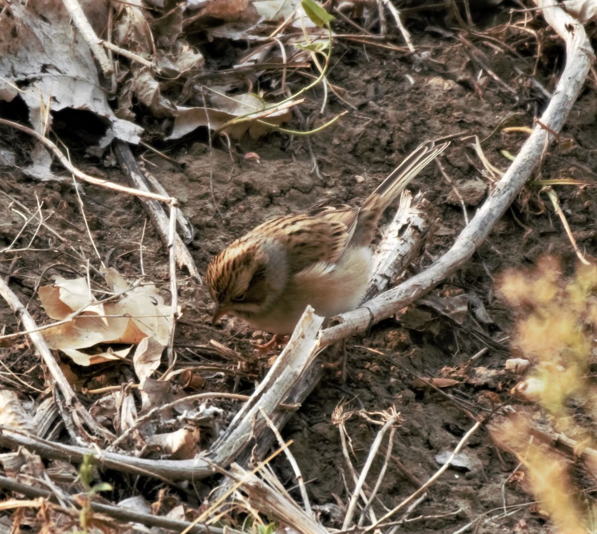 Clay-colored Sparrow - ML263305951