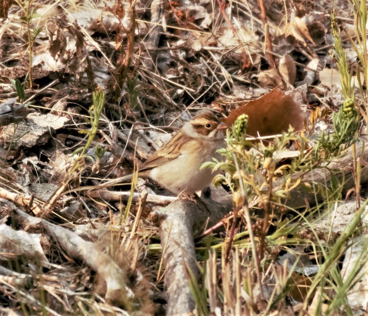 Clay-colored Sparrow - ML263305961