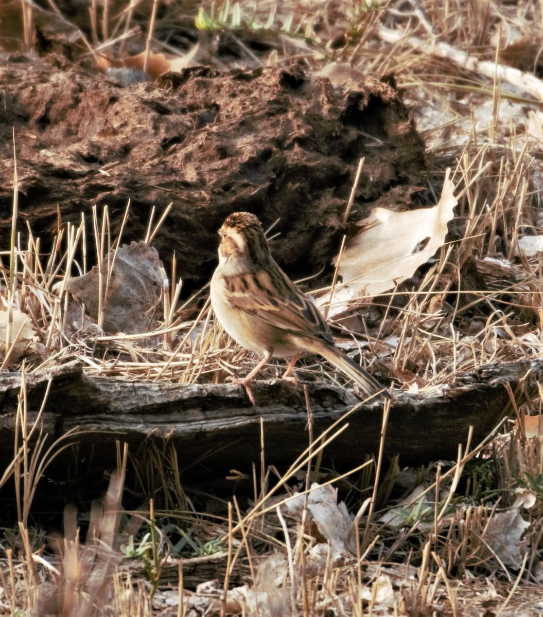 Clay-colored Sparrow - ML263305981