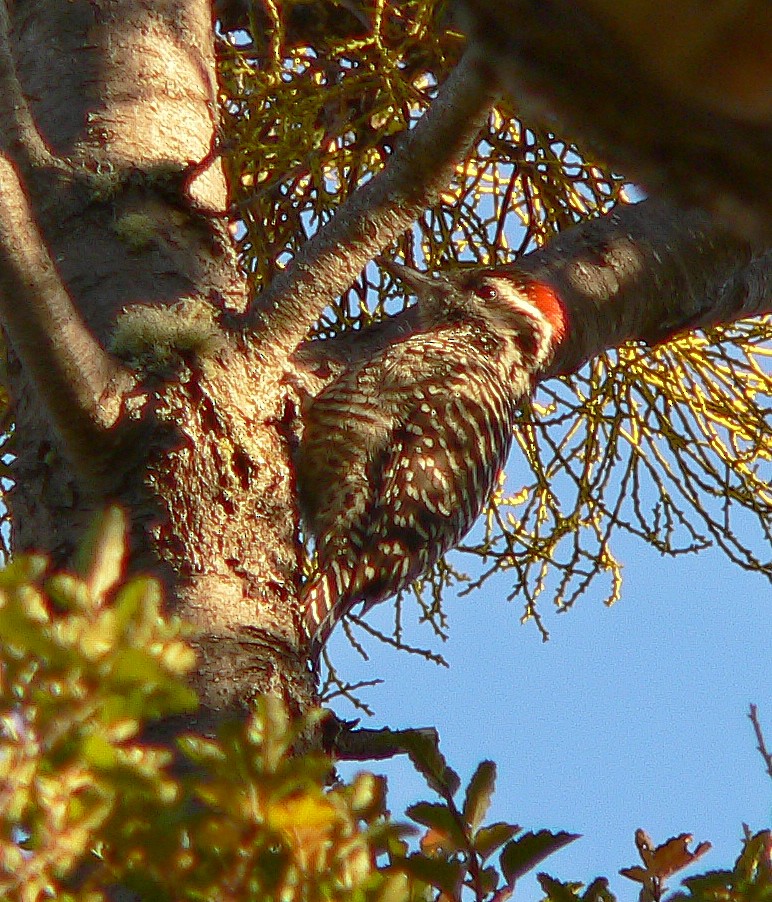 Striped Woodpecker - ML263306311