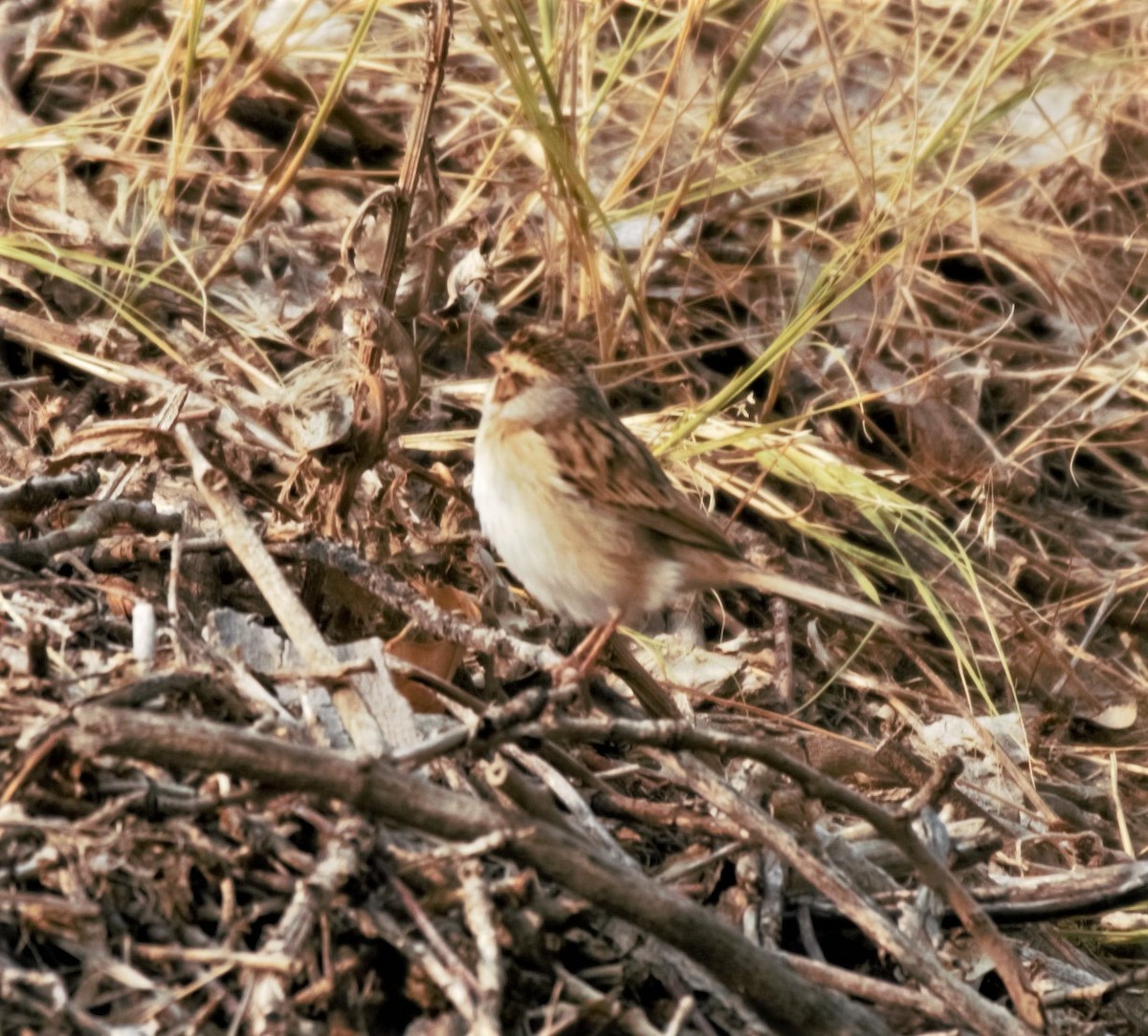 Clay-colored Sparrow - Sue Riffe
