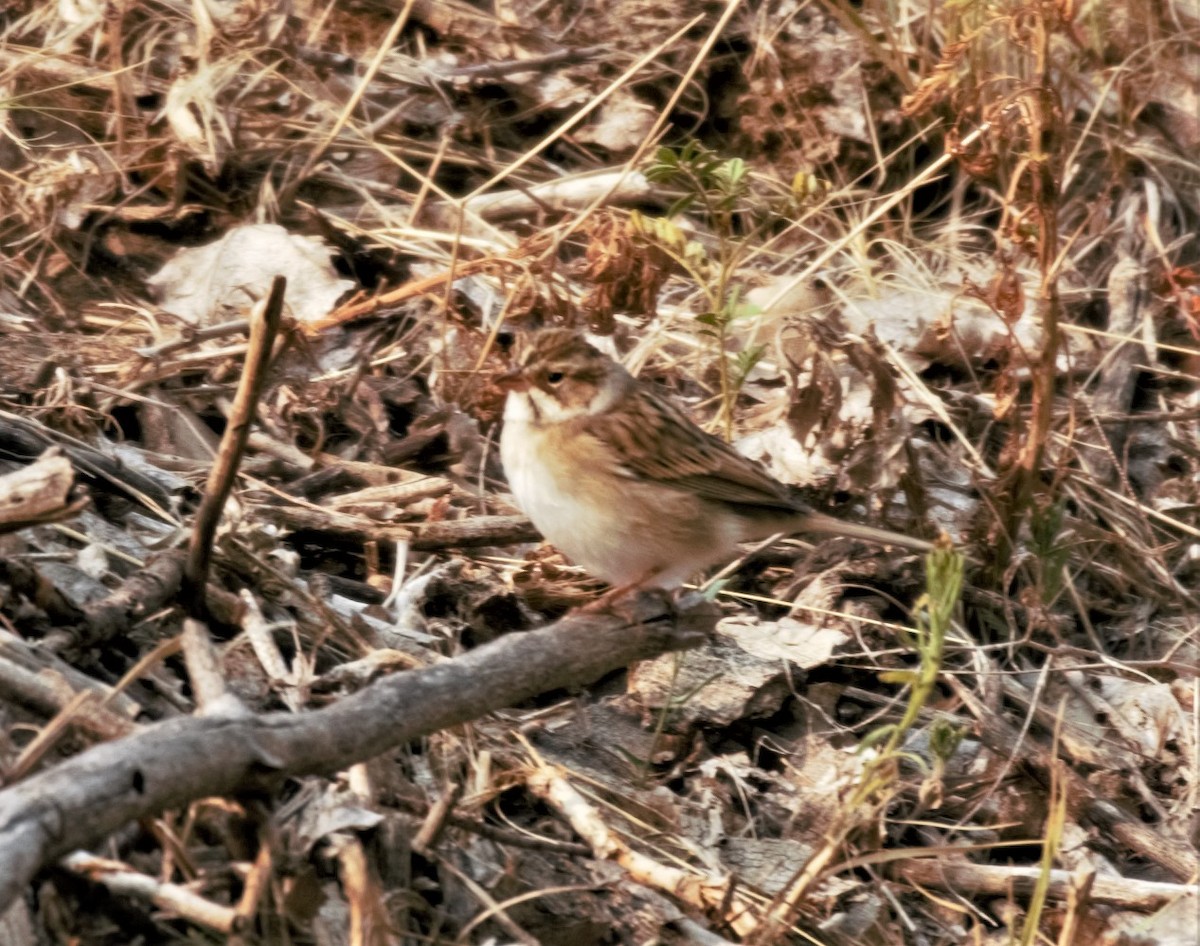 Clay-colored Sparrow - ML263306781