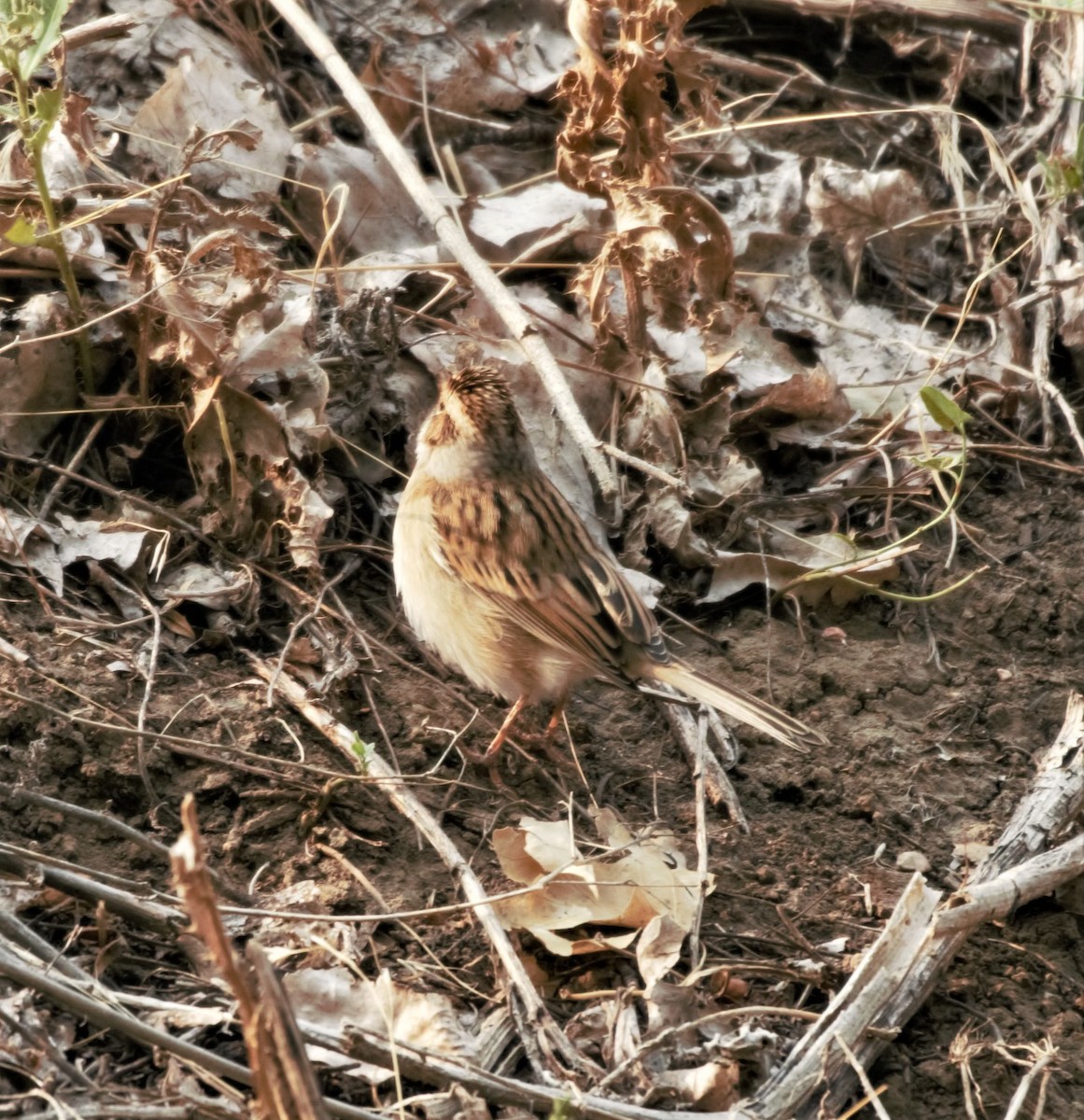 Clay-colored Sparrow - ML263306801