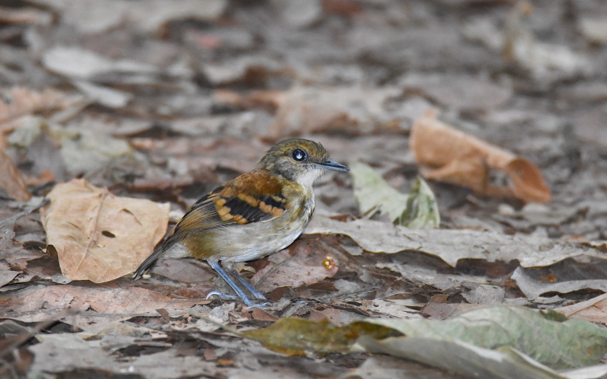Spotted Antbird - ML26331011