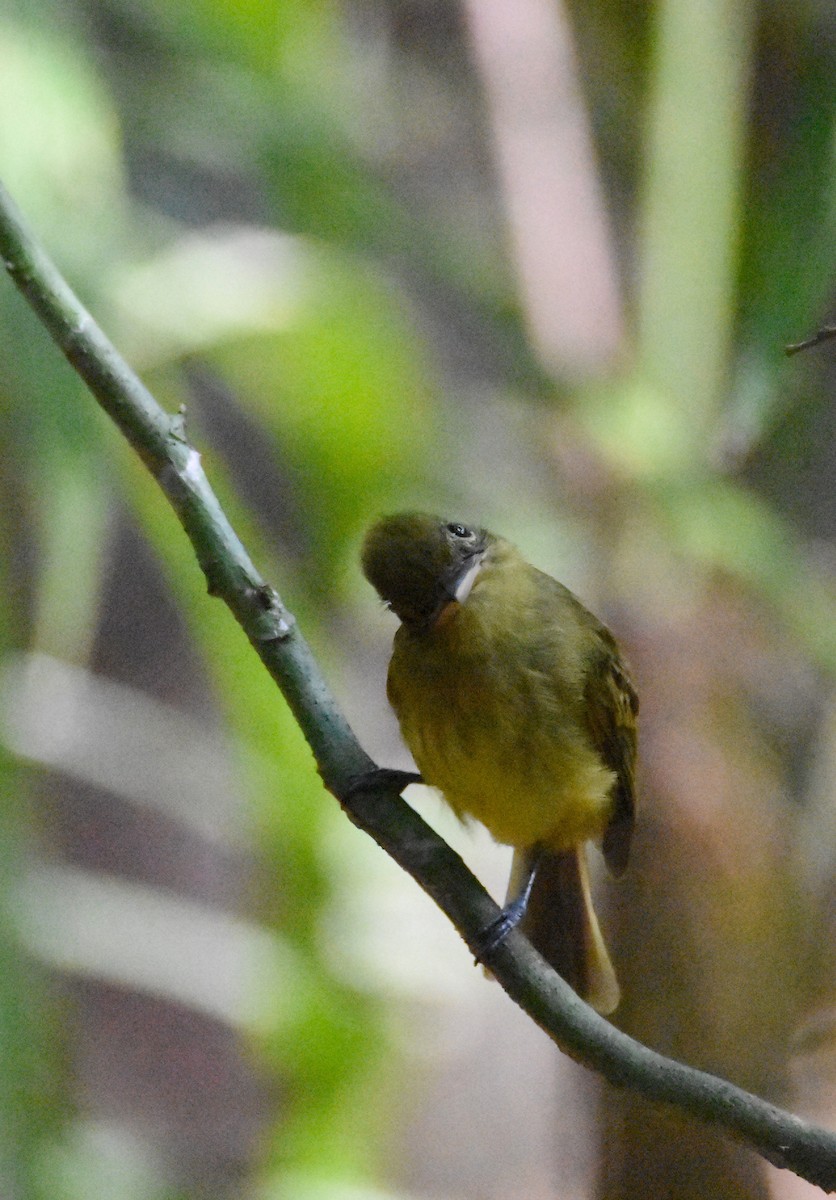 Western Olivaceous Flatbill - ML26331031