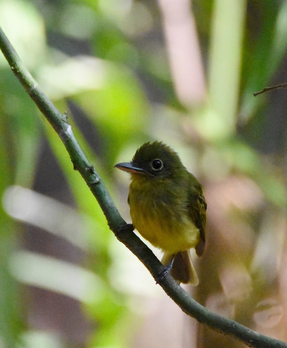 Western Olivaceous Flatbill - ML26331121