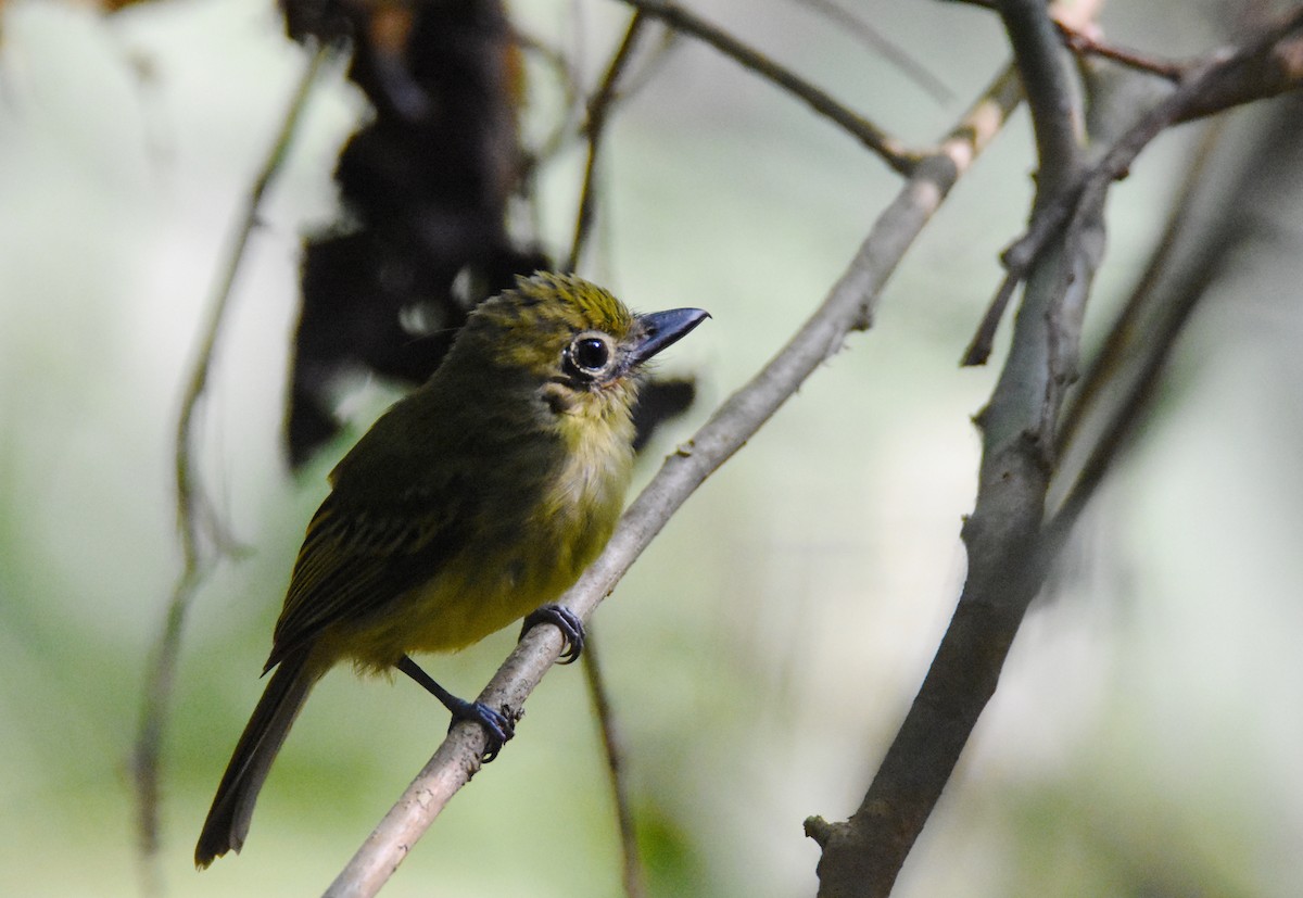 Western Olivaceous Flatbill - ML26331141