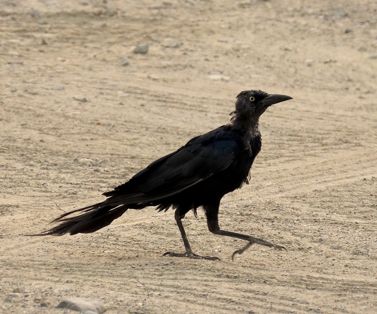 Great-tailed Grackle - ML263311471