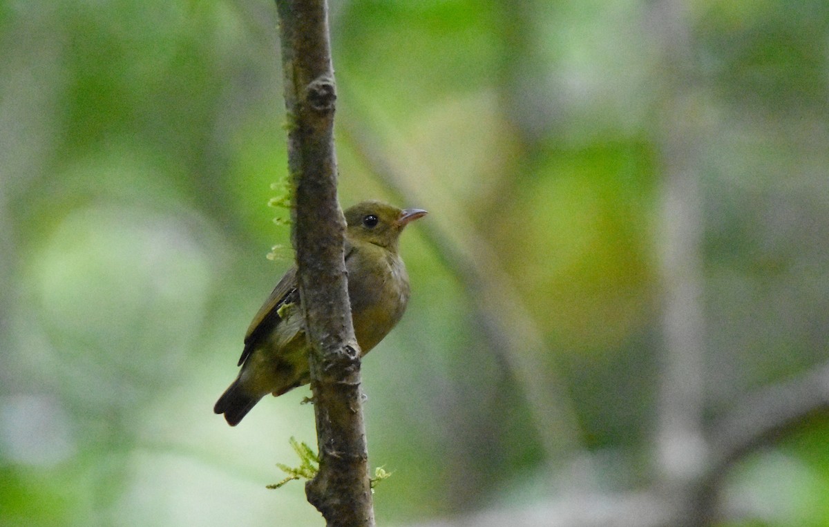 Red-capped Manakin - ML26331221