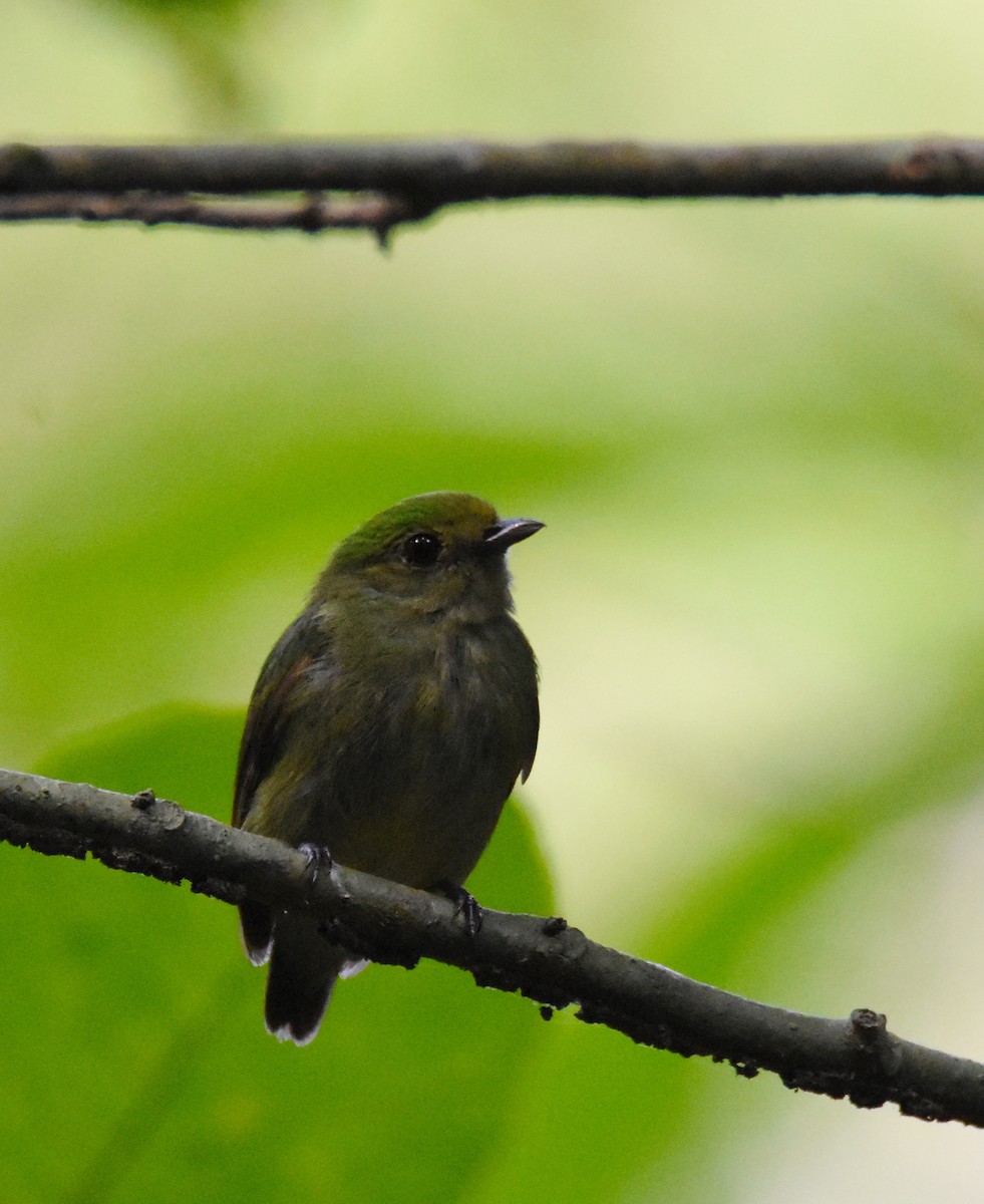 Red-capped Manakin - ML26331251