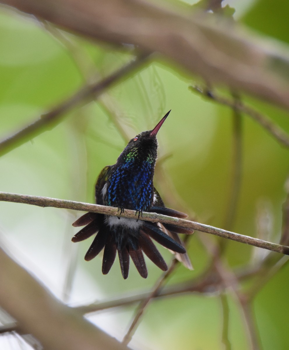 Violet-bellied Hummingbird - ML26331361