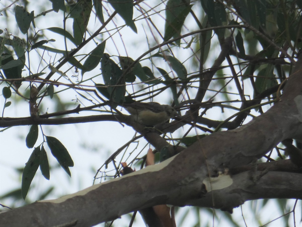 Lucy's Warbler - ML263313681